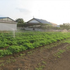 2015年8月8日（土）　forest farm