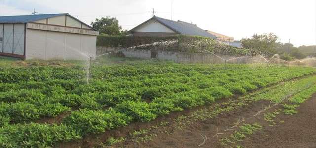 2015年8月8日（土）　forest farm