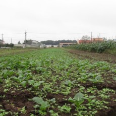2015年10月17日（土）　forest farm
