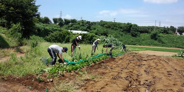 2016.07.23 福姫会【渡邉農園】援農ボランティア