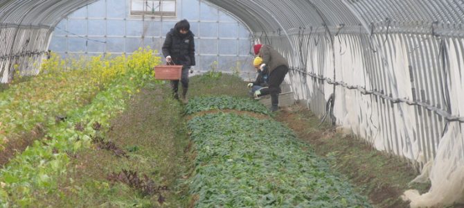 2017.01.14 福姫会【渡邉農園】援農ボランティア