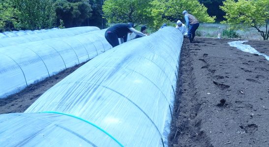 2017.04.29 福姫会【渡邉農園】【三浦由長嶋農園】援農ボランティアin神奈川県三浦市