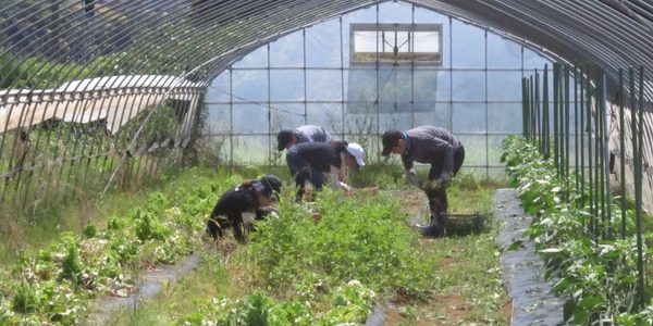 2017.06.10. 福姫会【渡邉農園】援農ボランティアin神奈川県三浦市