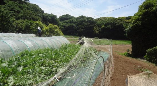 2017.06.17. 福姫会【マルネ農園】【三浦由長嶋農園】援農ボランティアin神奈川県三浦市
