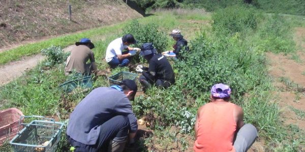 2017.07.15. 福姫会【渡邉農園】援農ボランティアin神奈川県三浦市