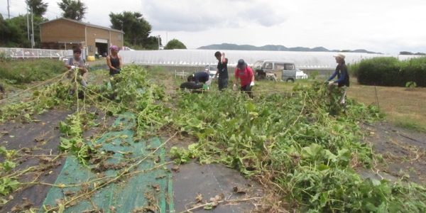 2017.07.29. 福姫会【渡邉農園】援農ボランティアin神奈川県三浦市