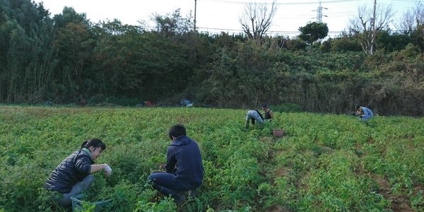 2017.11.04./2017.11.11. 福姫会【渡邉農園】援農ボランティアin神奈川県三浦市