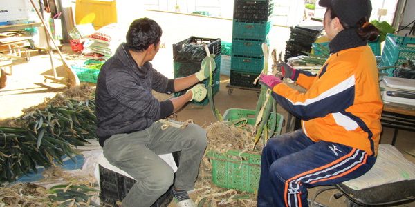 2018年1月27日 福姫会【渡邉農園】援農ボランティアin神奈川県三浦市