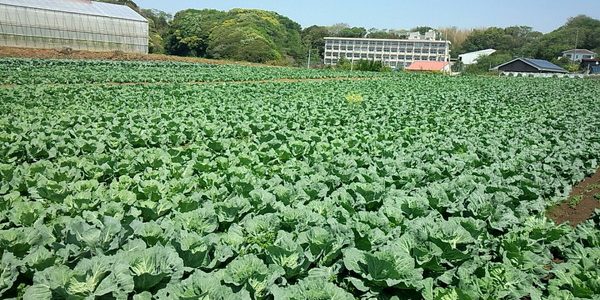 2018年4月21日 福姫会【株式会社みうら鈴木園】援農ボランティアin神奈川県三浦市