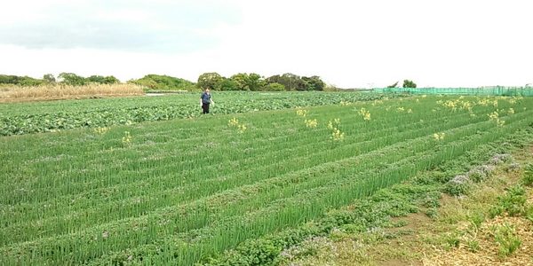 2018年4月14日 福姫会【渡邉農園】援農ボランティアin神奈川県三浦市