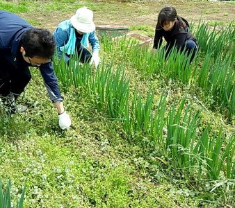 2018年5月12日 福姫会【渡邉農園】援農ボランティアin神奈川県三浦市