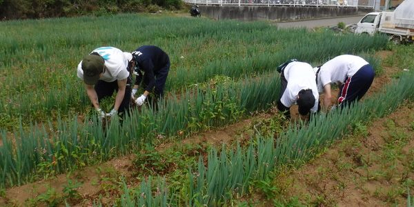 2018年5月26日 福姫会【渡邉農園】援農ボランティアin神奈川県三浦市