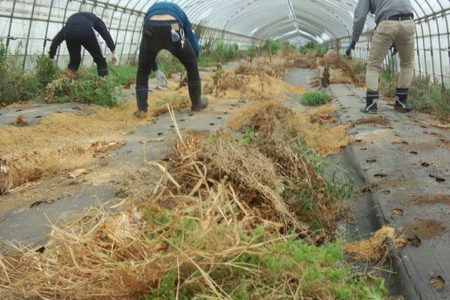 2018年6月16日 福姫会【渡邉農園】援農ボランティアin神奈川県三浦市