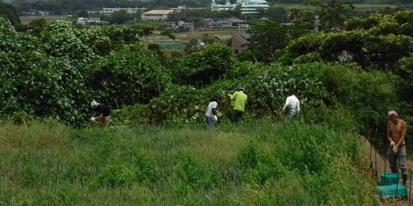 2018年7月7日 福姫会【渡邉農園】援農ボランティアin神奈川県三浦市