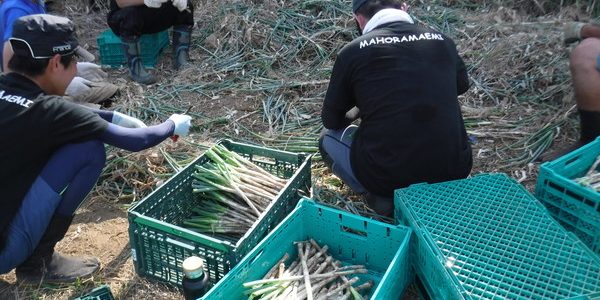 2018年7月21日 福姫会【渡邉農園】援農ボランティアin神奈川県三浦市