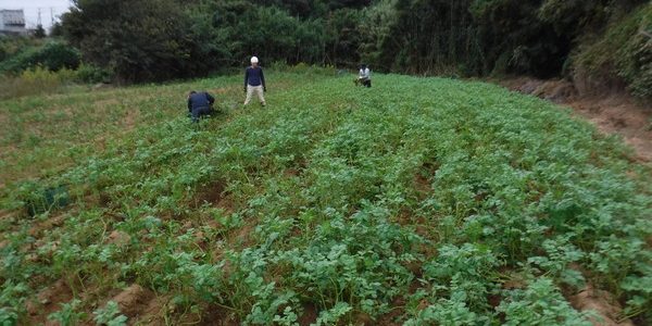 2018年10月13日 福姫会【渡邉農園】援農ボランティアin神奈川県三浦市