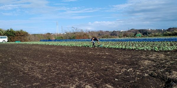 2018年10月27日 福姫会【渡邉農園】援農ボランティアin神奈川県三浦市