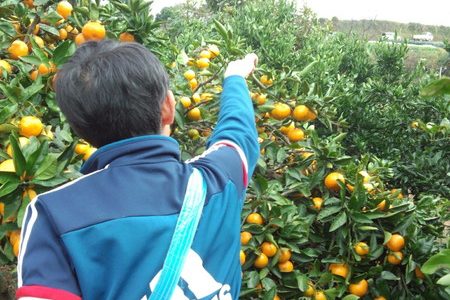 2018年11月3日 福姫会【株式会社みうら鈴木園】援農ボランティアin神奈川県三浦市