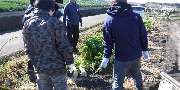 2019年01月26日 福姫会【三浦由長嶋農園】援農ボランティア