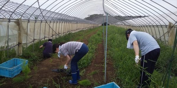 2019年07月20日 【渡邉農園】援農ボランティア