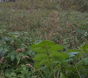 2019年10月26日 【渡邉農園】援農ボランティア