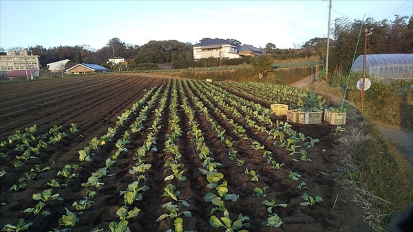 2020年12月20日 【みうら鈴木園】体験農園ボランティア