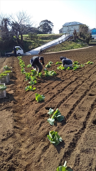 2021年2月7日 【みうら鈴木園】体験農園ボランティア