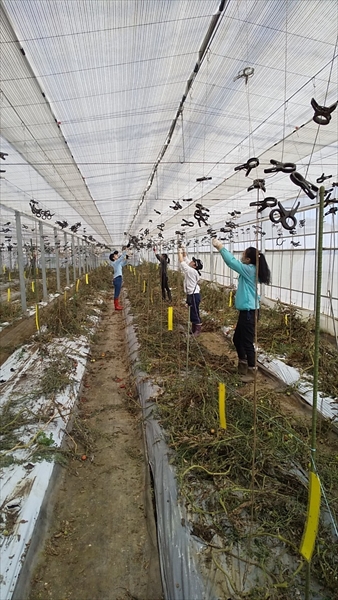 2021年3月14日 【みうら鈴木園】体験農園ボランティア